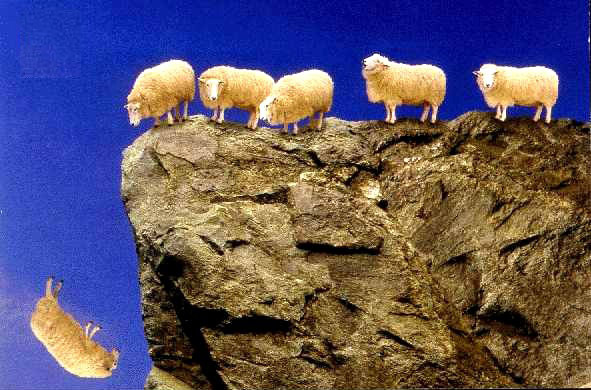 sheep-off-of-cliff.jpg